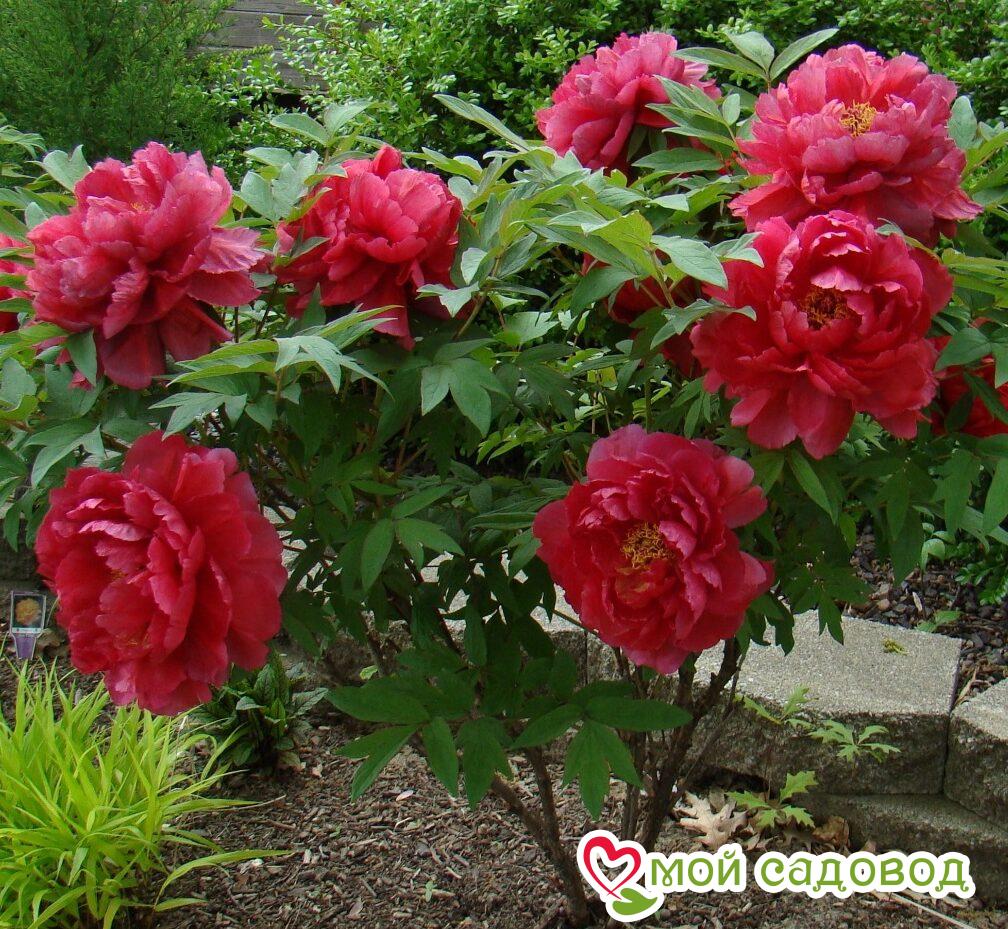 ПИОН ДРЕВОВИДНЫЙ КРАСНЫЙ ГИГАНТ